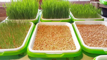 Load image into Gallery viewer, Wheatgrass Kit
