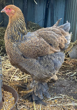 Load image into Gallery viewer, Brahma- Blue Partridge Chicks and Eggs
